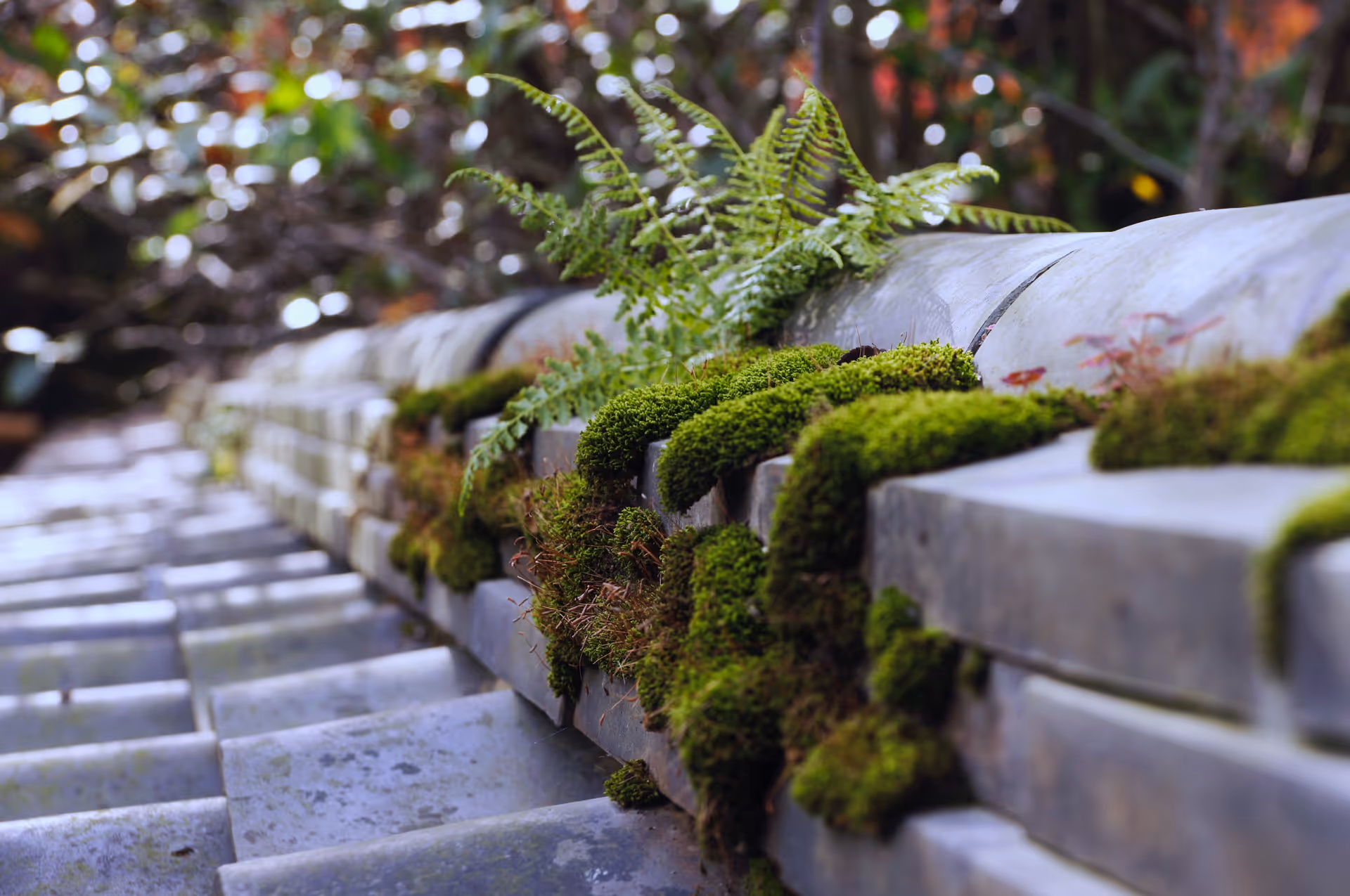 2014年11月20日に京都府で撮った「マクロ、宇治、平等院、建物、苔」の写真