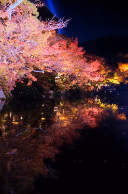 2014年11月20日に京都府で撮った「ライトアップ、反射、夜、植物、池、秋、紅葉、紅葉寺」の写真