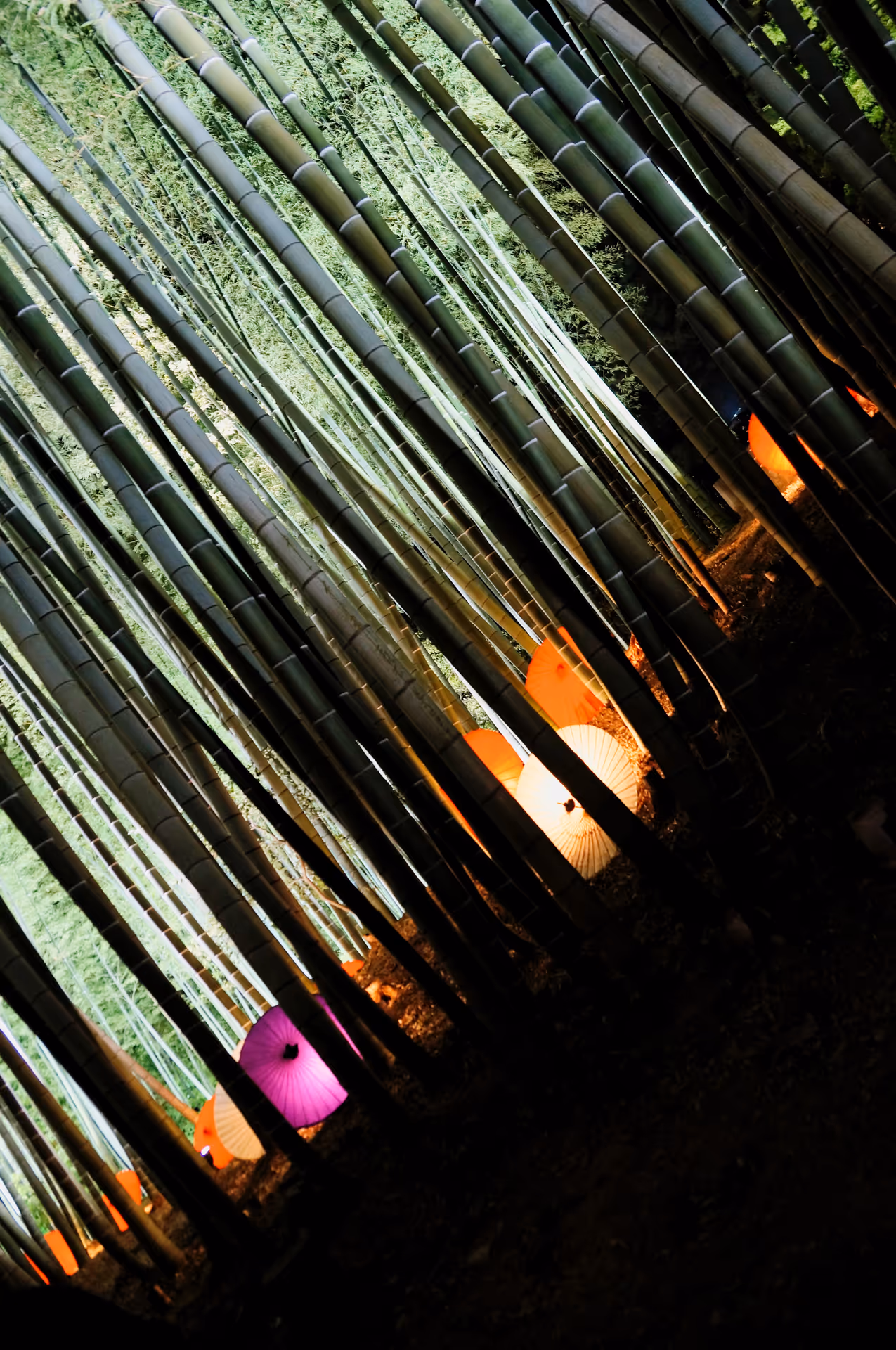 2014年11月20日に京都府で撮った「ライトアップ、夜、植物、竹」の写真