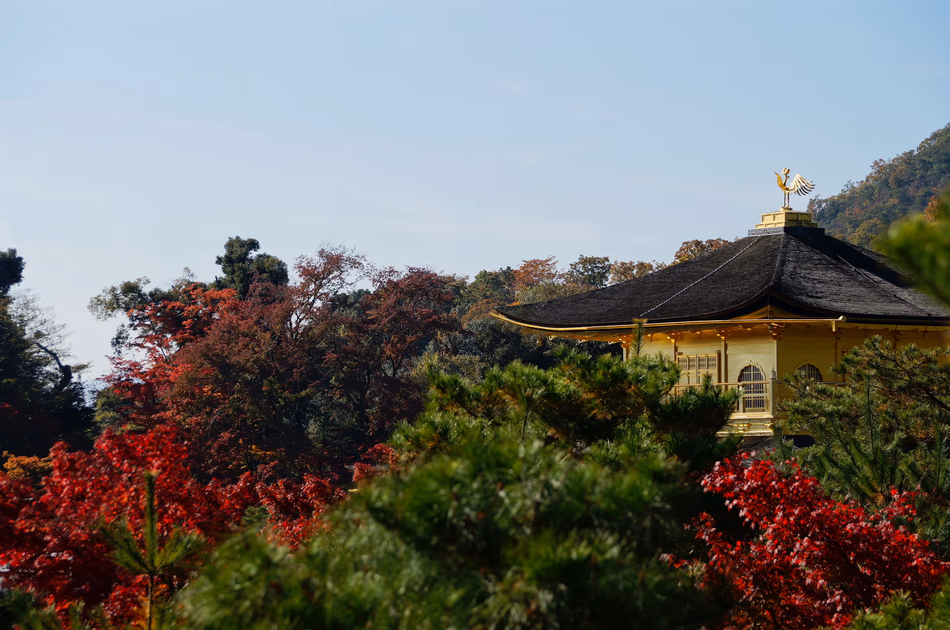 2014年11月21日に京都府で撮った「ボケ、植物、秋、空、紅葉、金閣寺」の写真