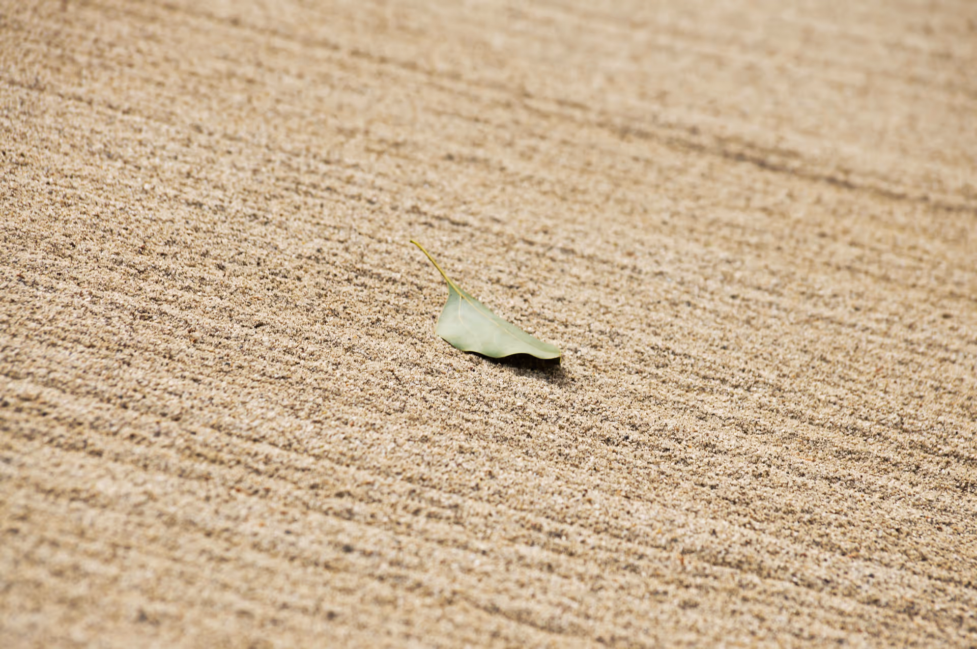 2014年11月21日に京都府で撮った「ボケ、マクロ、庭園」の写真