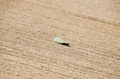 2014年11月21日に京都府で撮った「ボケ、マクロ、庭園」の写真