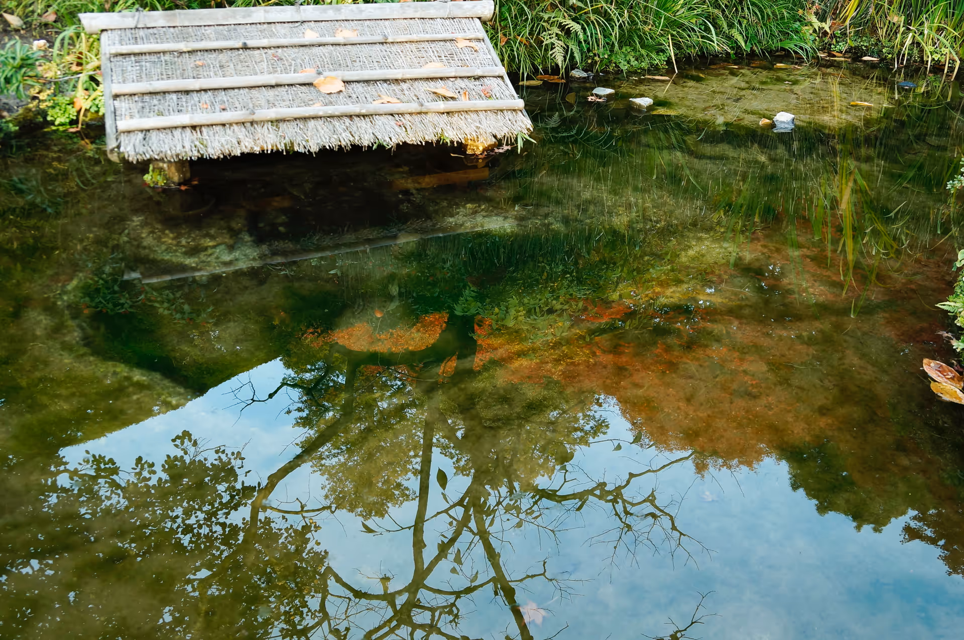 2014年11月21日に京都府で撮った「反射、植物、池、秋、紅葉」の写真