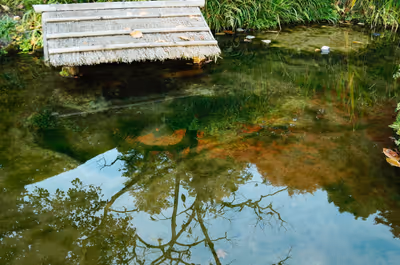 2014年11月21日に京都府で撮った「反射、植物、池、秋、紅葉」の写真