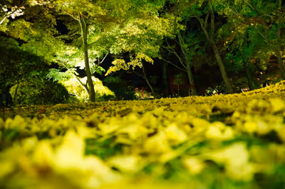 2014年11月21日に京都府で撮った「ボケ、マクロ、ライトアップ、夜、植物、秋、紅葉」の写真