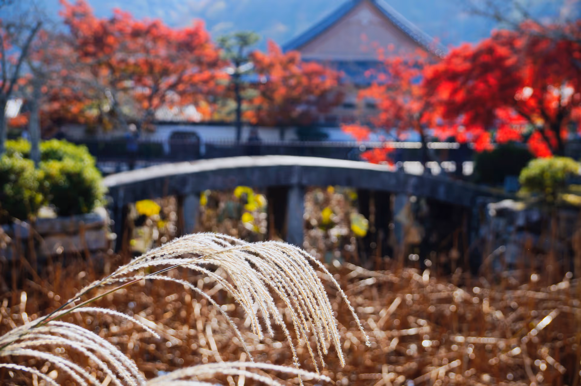 2014年11月22日に京都府で撮った「すすき、植物、橋、秋、紅葉」の写真