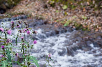 2015年11月22日に長野県で撮った「アザミ、ボケ、川、植物、秋」の写真