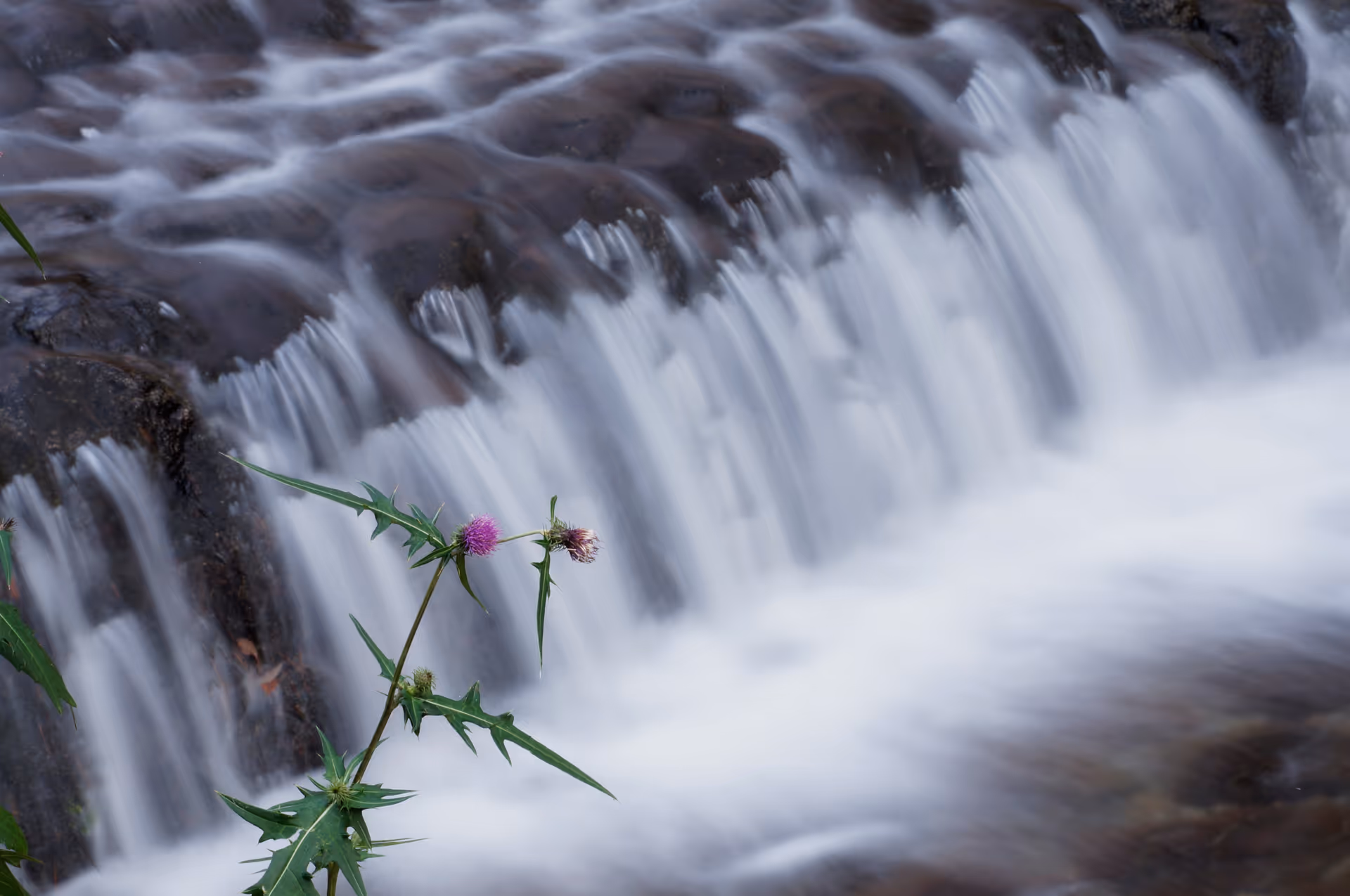 2015年11月22日に長野県で撮った「アザミ、川、植物、秋」の写真