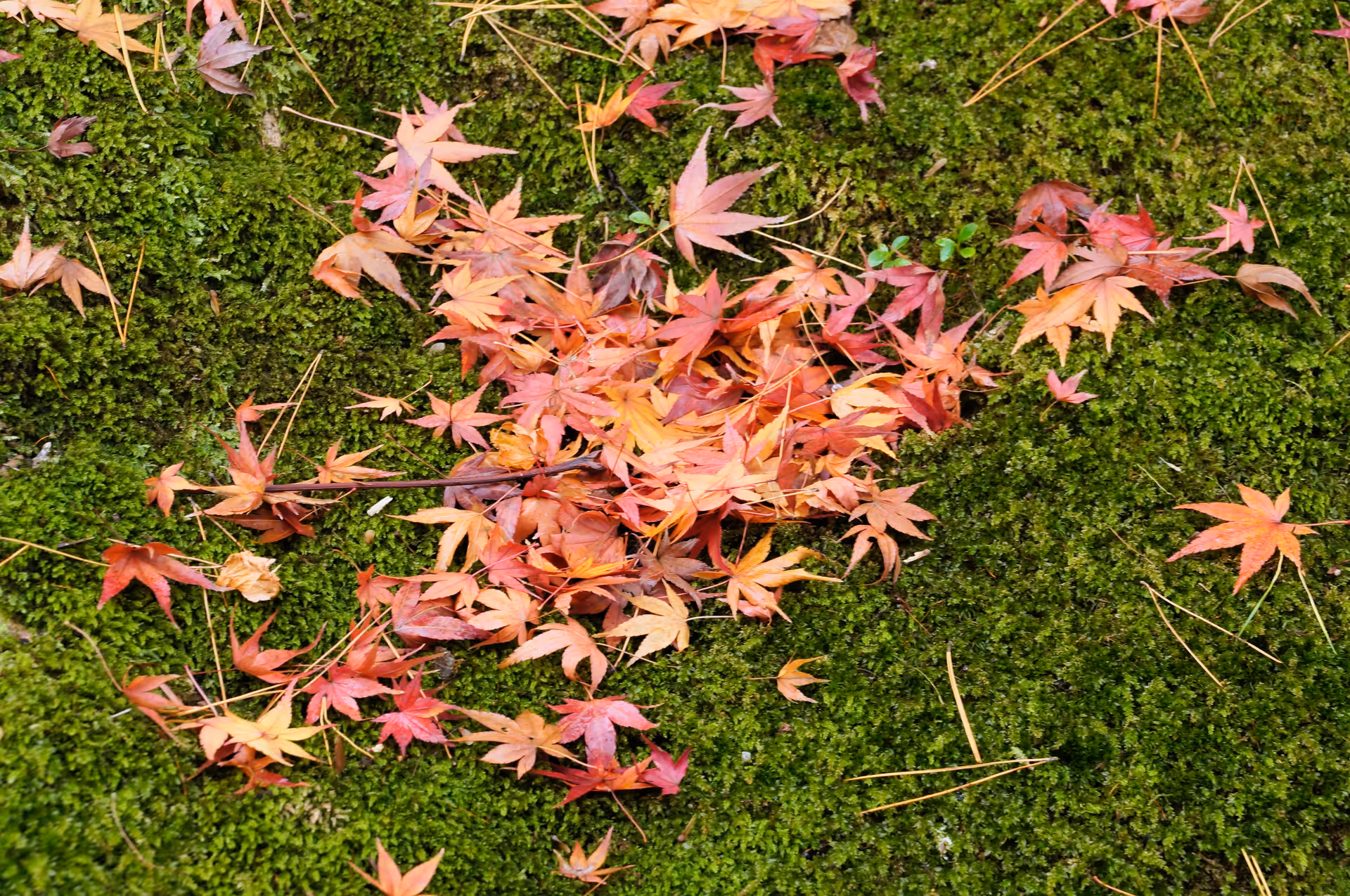 2015年11月25日に石川県で撮った「マクロ、兼六園、植物、秋、紅葉、苔」の写真
