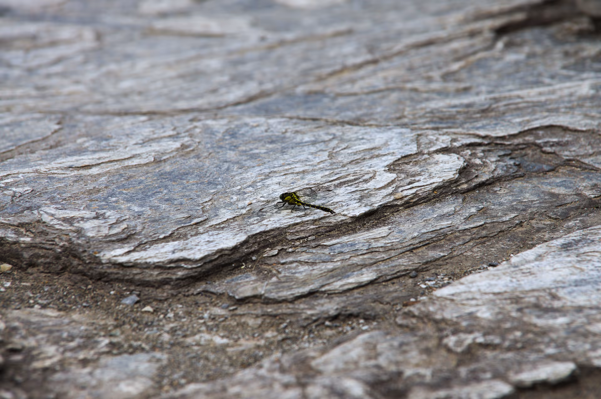 2016年5月3日に埼玉県で撮った「トンボ、岩、秩父、虫」の写真