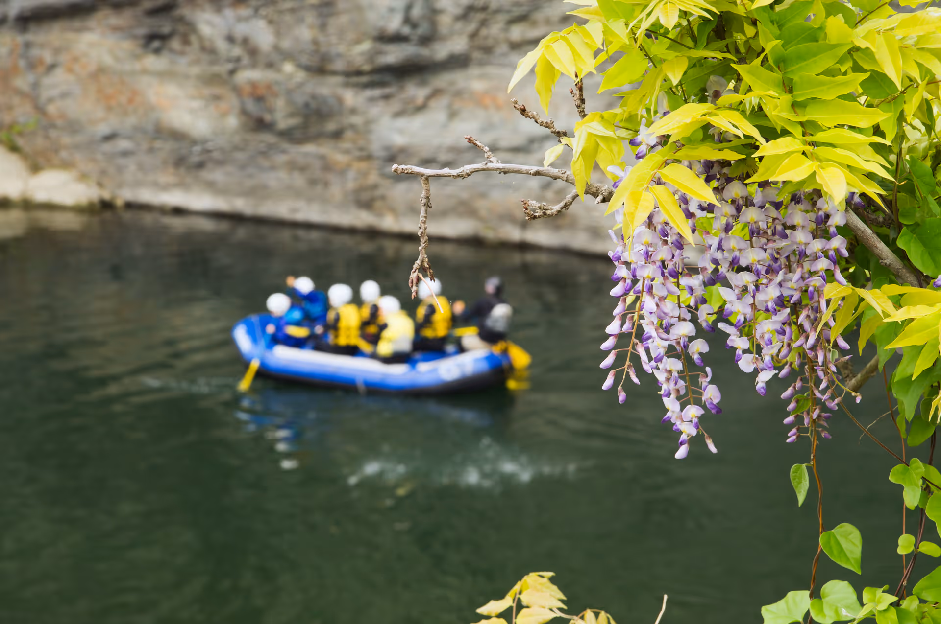 2016年5月3日に埼玉県で撮った「川、植物、秩父、藤」の写真