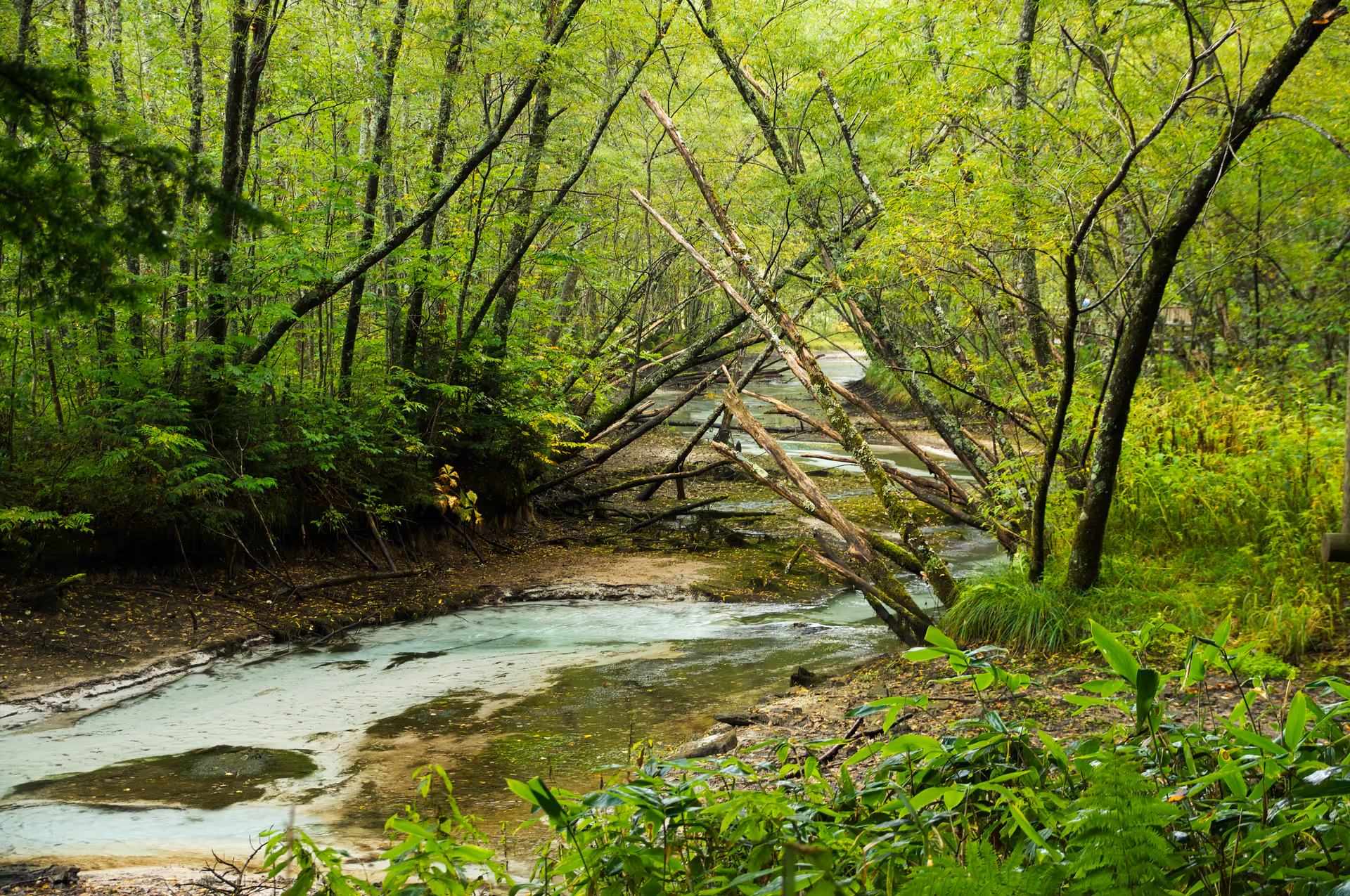 2016年9月22日に長野県で撮った「上高地、川、森、植物」の写真