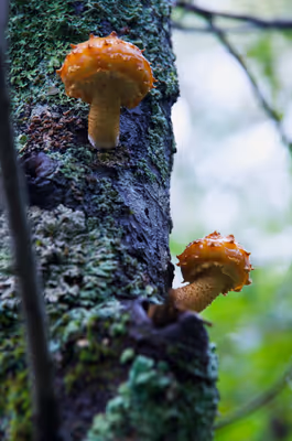 2016年9月22日に長野県で撮った「きのこ、上高地、植物」の写真