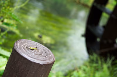 2016年9月24日に長野県で撮った「バッタ、ボケ、マクロ、大王わさび農場、川、水車、虫」の写真