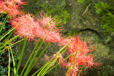 2016年9月24日に長野県で撮った「大王わさび農場、彼岸花、植物」の写真