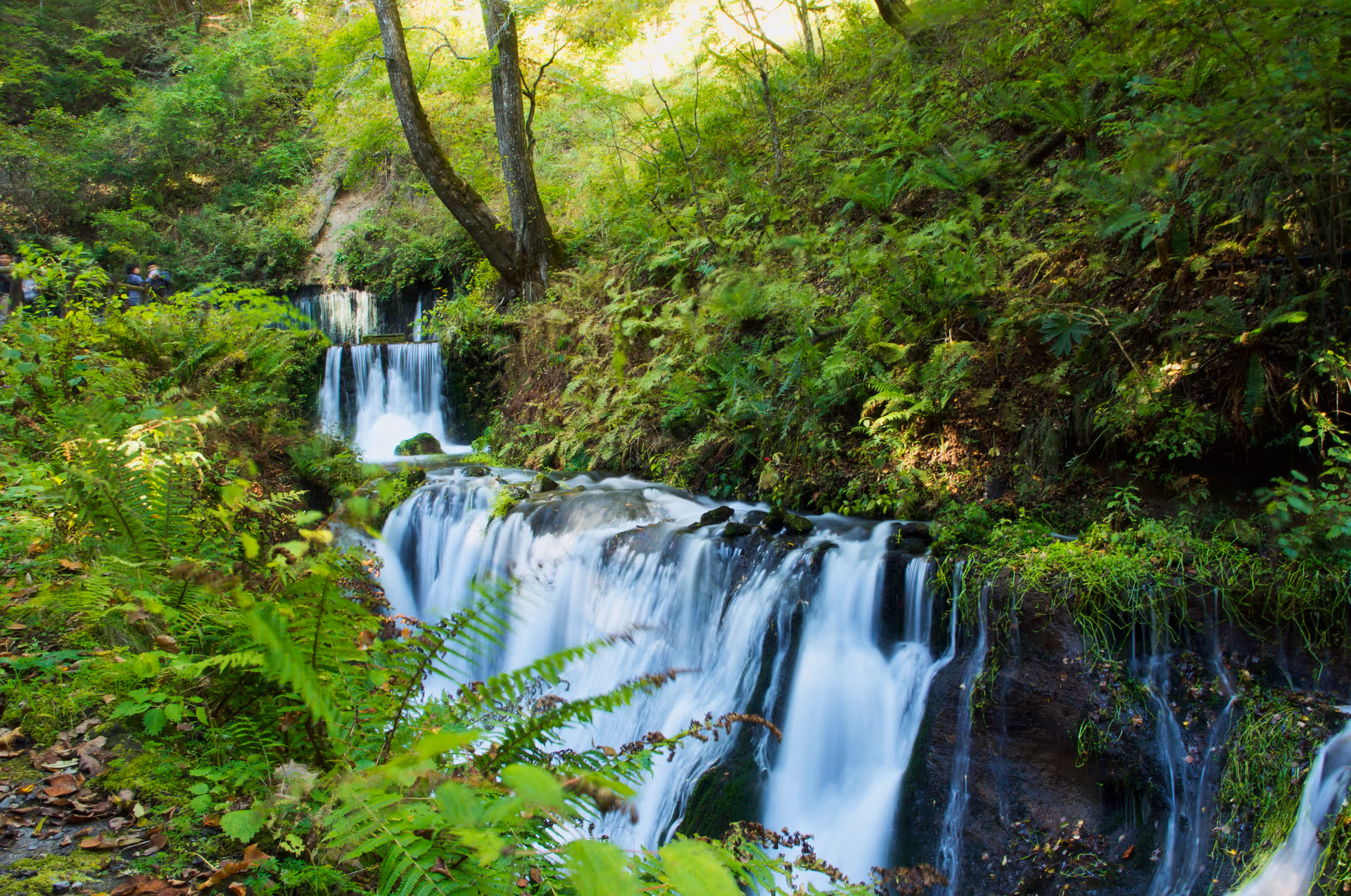 2016年10月15日に長野県で撮った「森、植物、滝、軽井沢」の写真