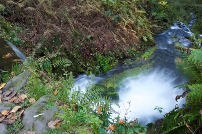 2016年10月15日に長野県で撮った「森、植物、滝、軽井沢」の写真