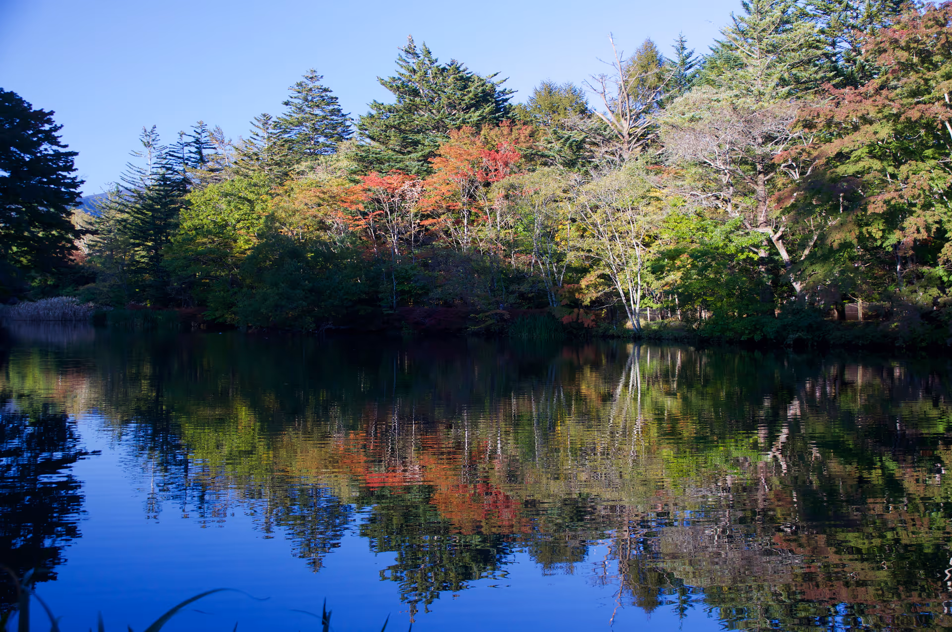 2016年10月15日に長野県で撮った「反射、植物、池、秋、紅葉、軽井沢」の写真