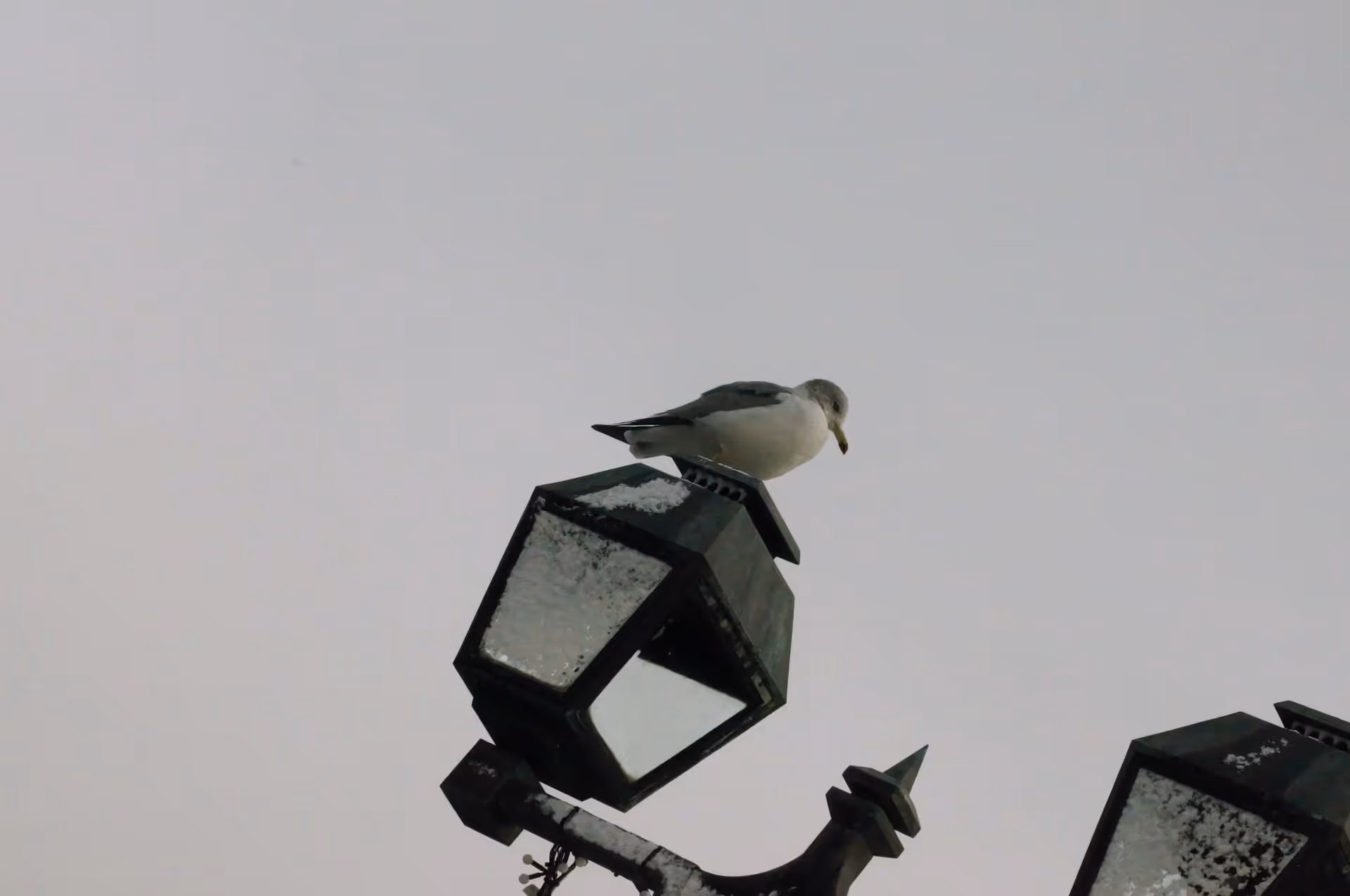 2017年11月24日に北海道で撮った「冬、動物、小樽、街灯、鳥」の写真