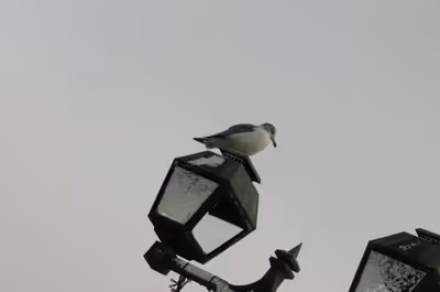 2017年11月24日に北海道で撮った「冬、動物、小樽、街灯、鳥」の写真