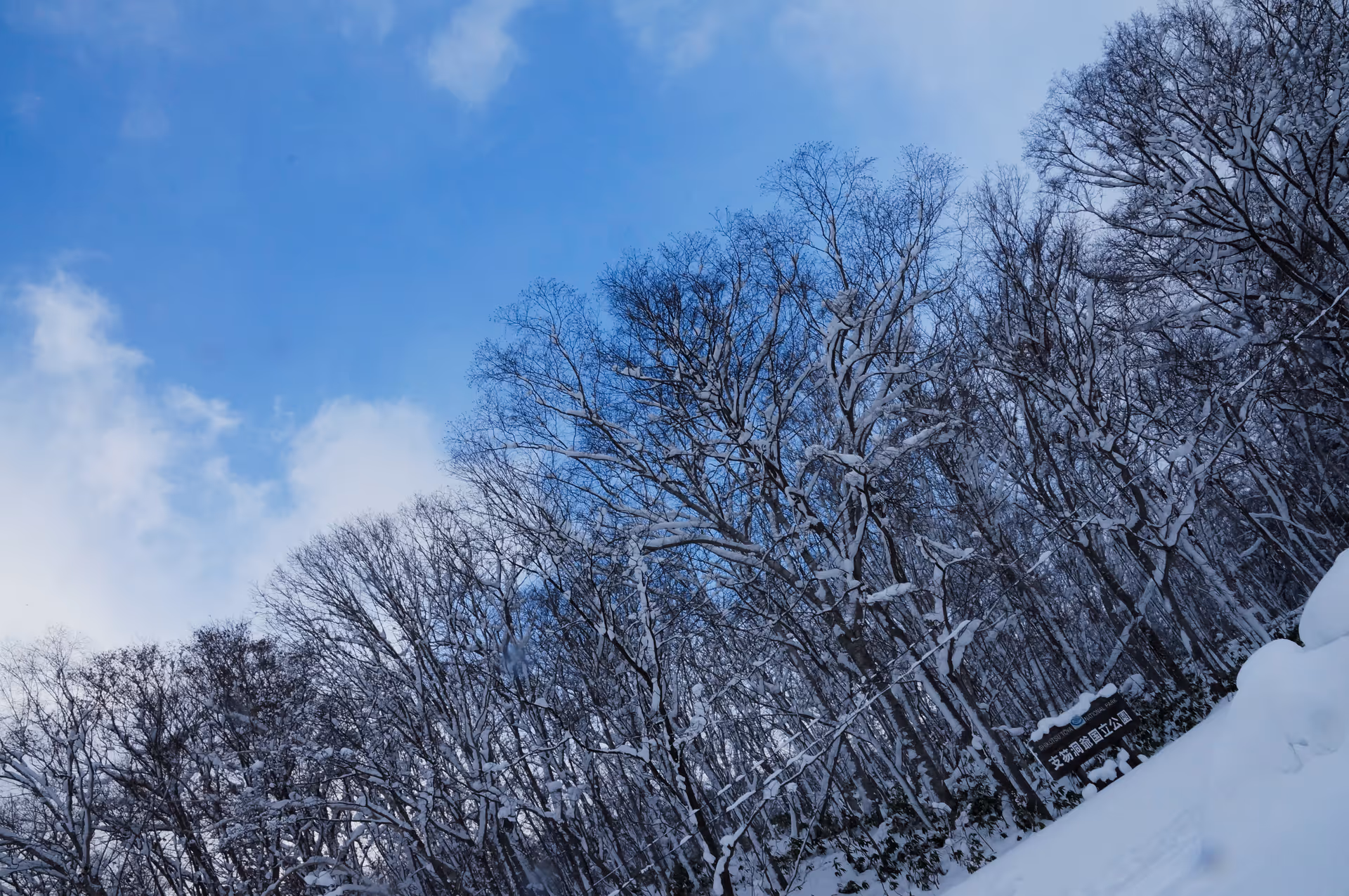 2017年11月25日に北海道で撮った「冬、森、植物、空、雪」の写真