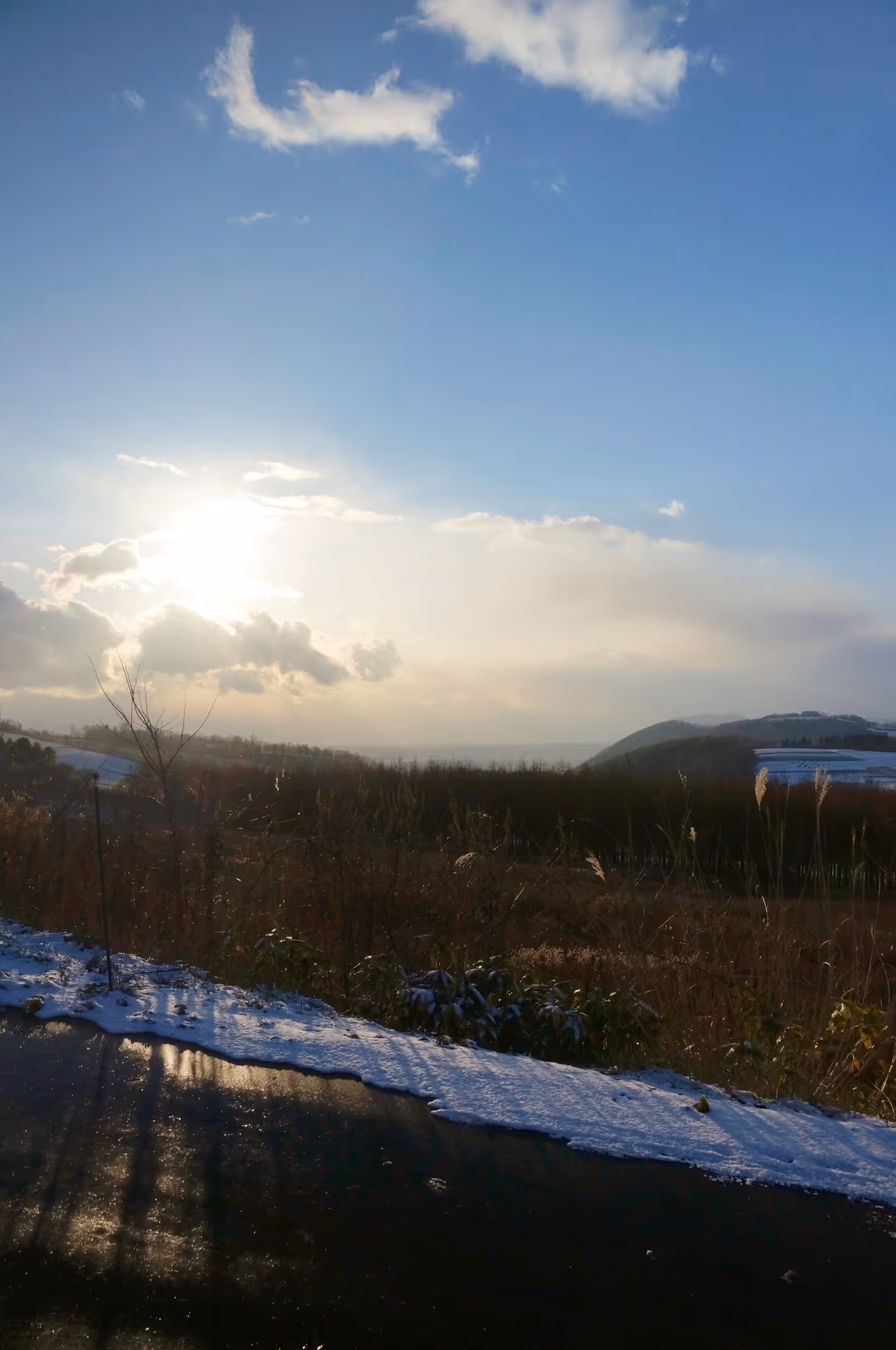 2017年11月25日に北海道で撮った「すすき、冬、植物、空、雪」の写真