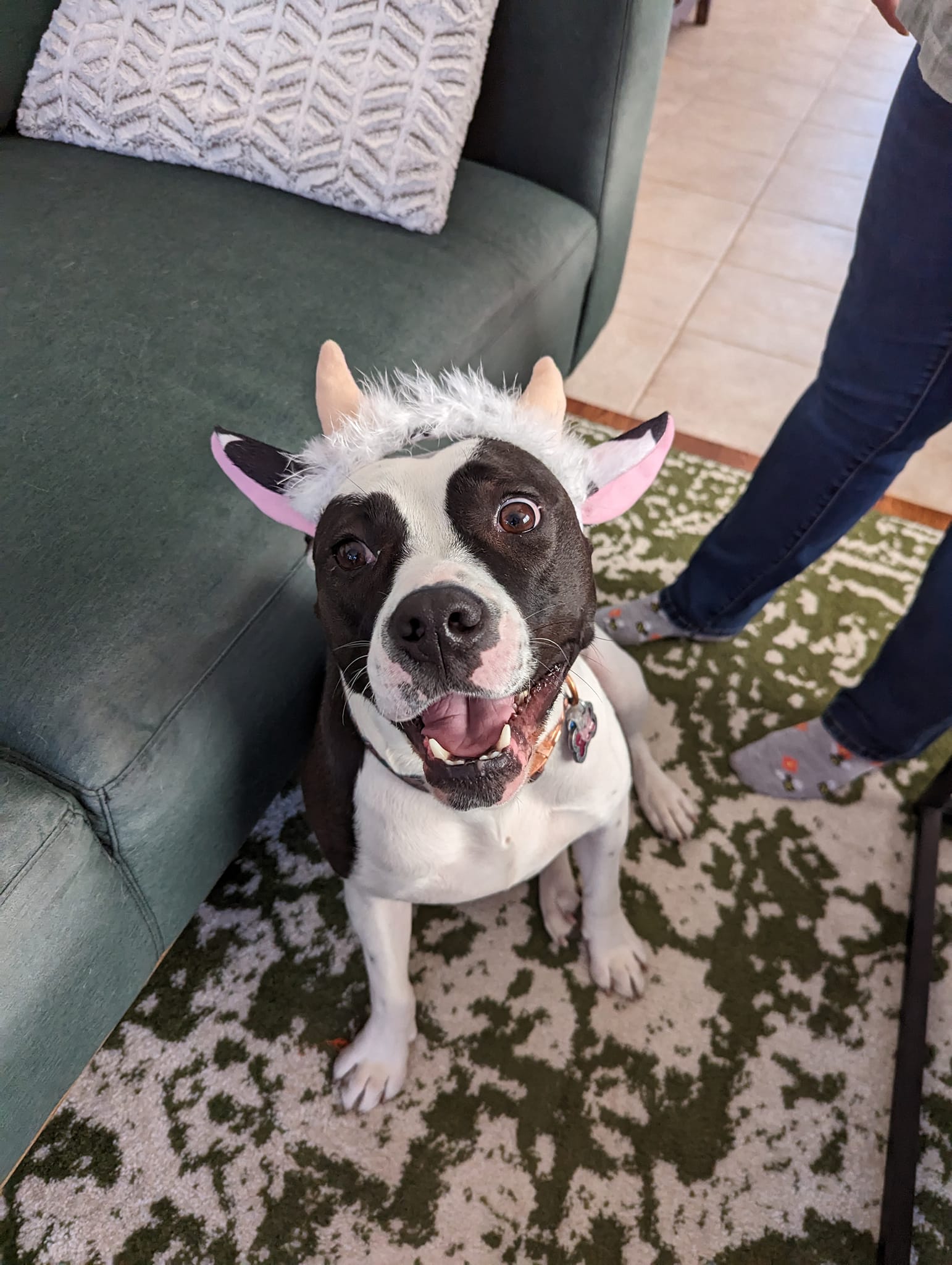 Minnie Moo