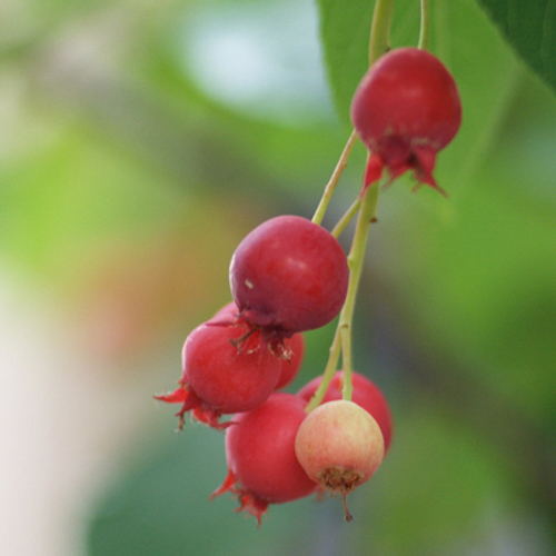 Foraging Urban Wild Edibles at Prairiewoods