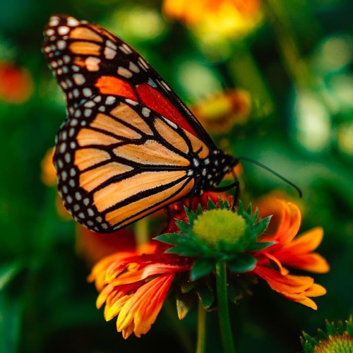 Blooms and Butterfly Fest