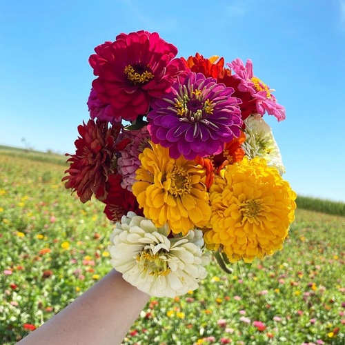 Blooms and Butterfly Fest