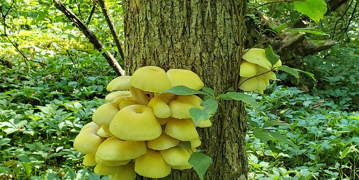 Mushroom Foraging 101