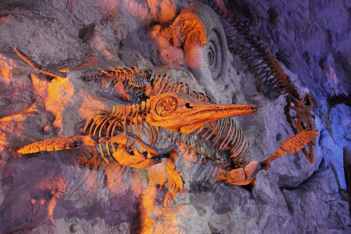 Welcome Wednesdays: Dinosaur Fossils with Bill Desmarais
