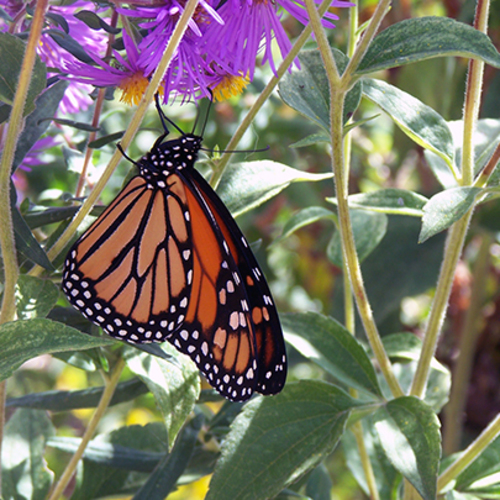 July Silent Directed Retreat at Prairiewoods