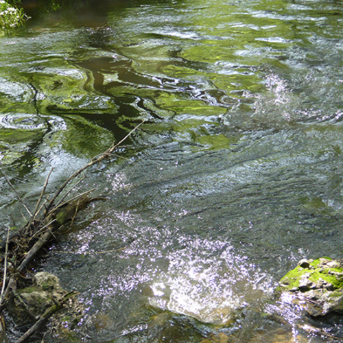 Nature & Forest Therapy Creek Walk at Prairiewoods