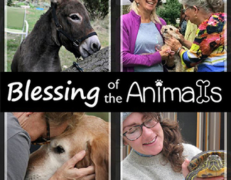 Search blessing of the animals