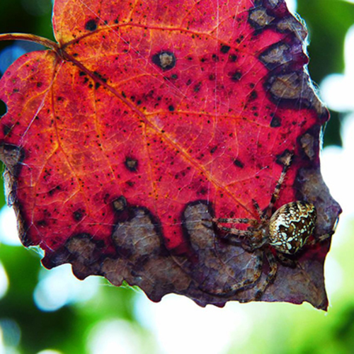 As Things Fall Apart: Reconnecting to Hope & Resilience Retreat at Prairiewoods