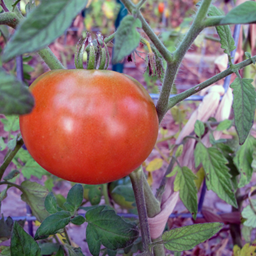 Prairiewoods Harvest Dinner