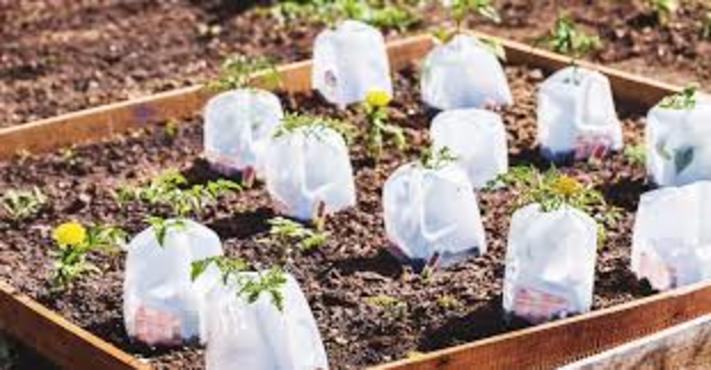 How to Make a Milk Jug Greenhouse