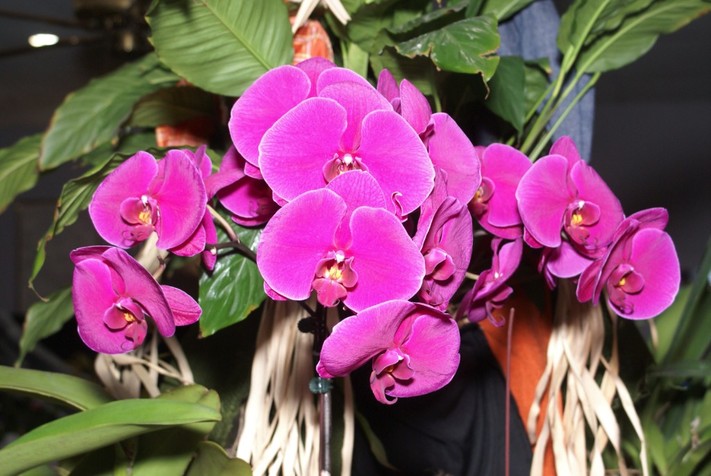 Orchids Are A Scream 2022: orchid show and sale