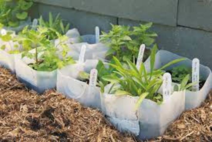 How to Make a Milk Jug Greenhouse