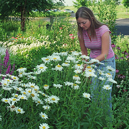 Being with Plants: Expanding Fields of Compassion at Prairiewoods