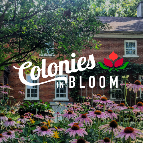 Colonies in Bloom