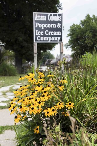 Colonies in Bloom