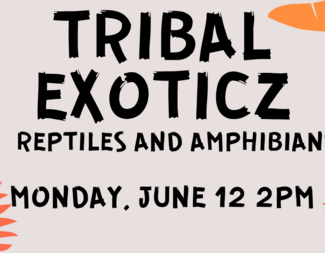 Search tribal exoticz 480x240