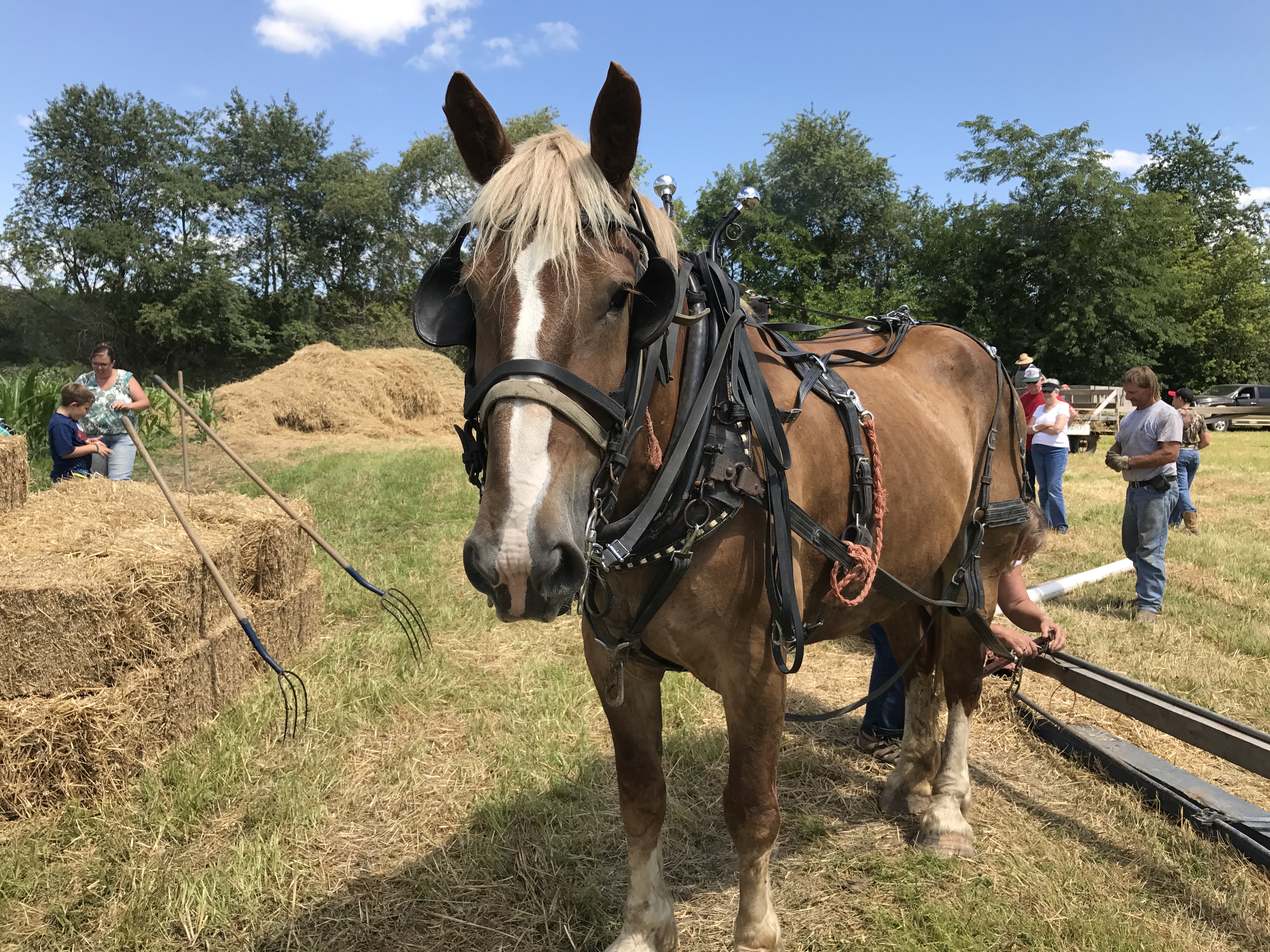 Brown Farm Pioneer Days | Hoopla