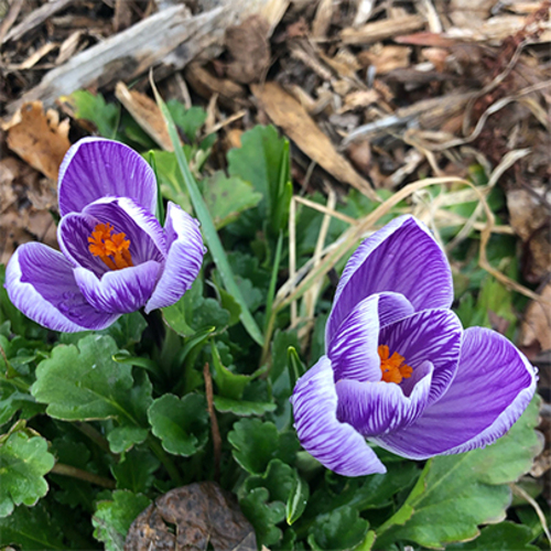 Introduction to Silent Retreating: April Silent Directed Mini-Retreat at Prairiewoods (in person)