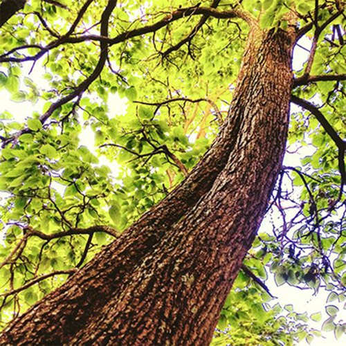 Sacred Sight: See with New Eyes Photography Workshop at Prairiewoods (in person)