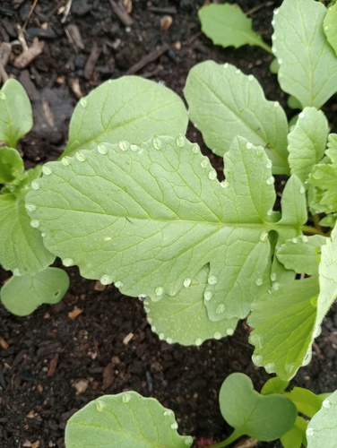 Feed Iowa First Plant Sale 