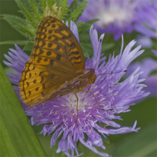 Navigating Transitions: A Path to Reset & Renew Retreat at Prairiewoods (in person)