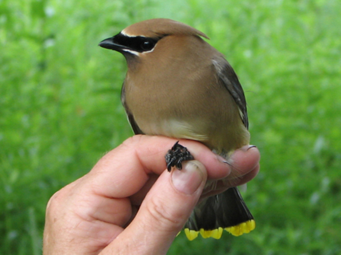 Bird Banding at the Barn